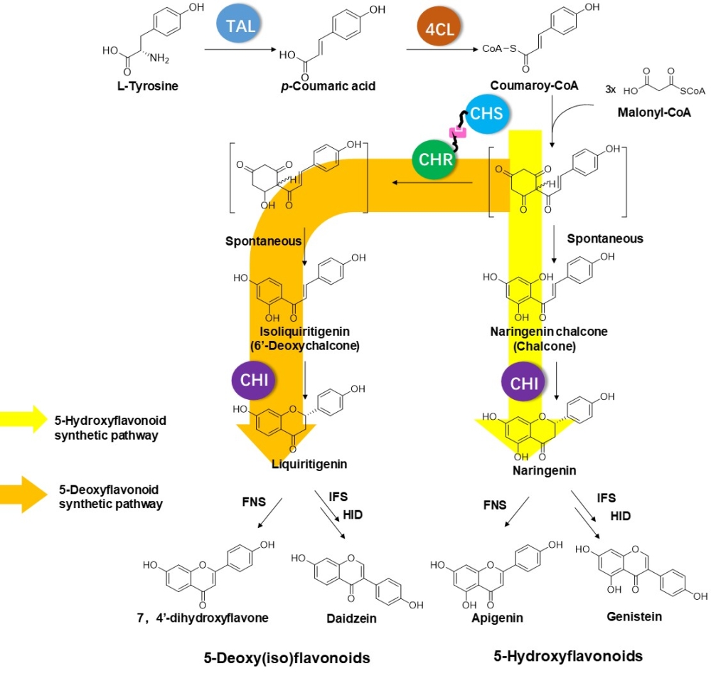 王勇研究組利用蛋白自組裝策略實(shí)現(xiàn)了5-脫氧類黃酮的優(yōu)化異源合成