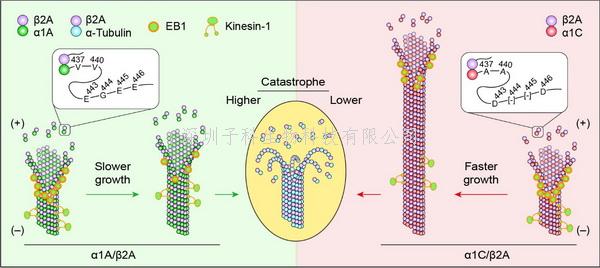 鮑嵐組合作揭示α微管蛋白亞型（α1A和α1C）對微管動(dòng)態(tài)性的影響