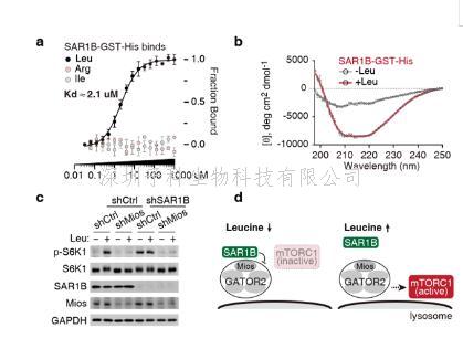 Nature|劉穎課題組揭示SAR1B感知細(xì)胞內(nèi)亮氨酸濃度調(diào)控