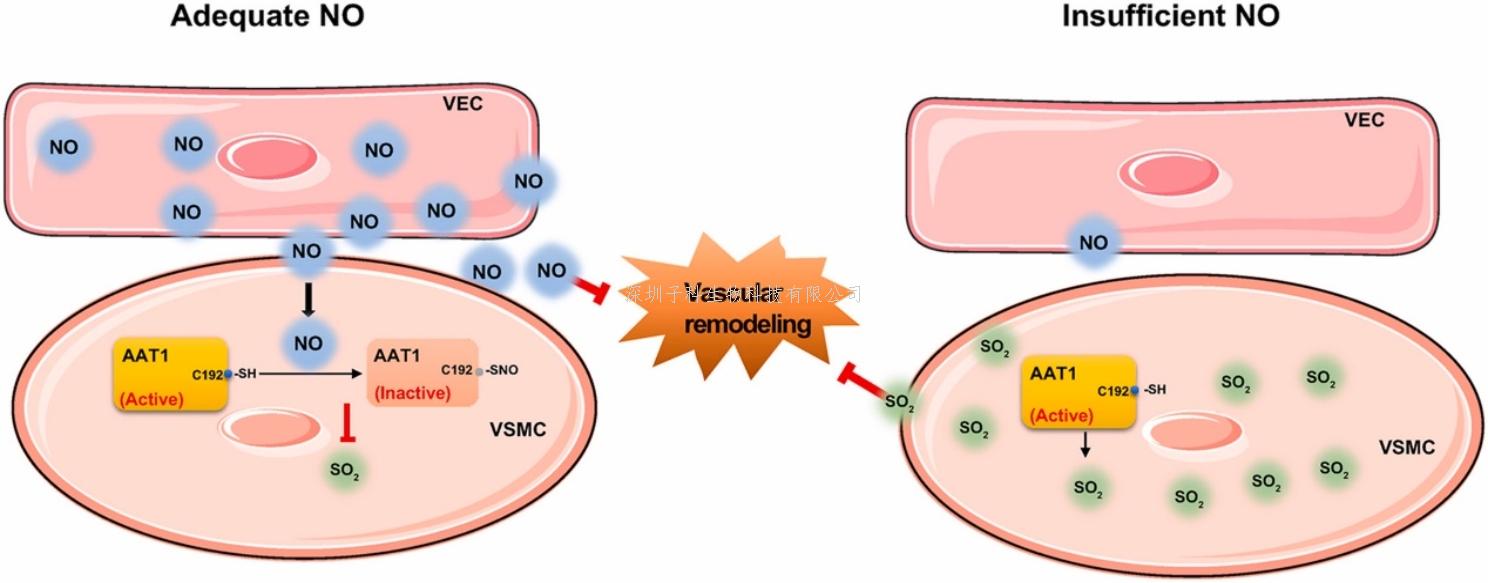 北京大學(xué)第一醫(yī)院金紅芳教授團(tuán)隊(duì)發(fā)現(xiàn)血管細(xì)胞間通訊的新機(jī)制