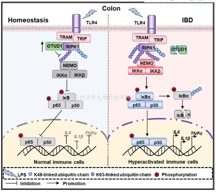 劉翠華團(tuán)隊(duì)與軍事科學(xué)院軍事醫(yī)學(xué)研究院張令強(qiáng)團(tuán)隊(duì)合作揭示去泛素化酶OTUD1抑制腸炎發(fā)生新機(jī)制