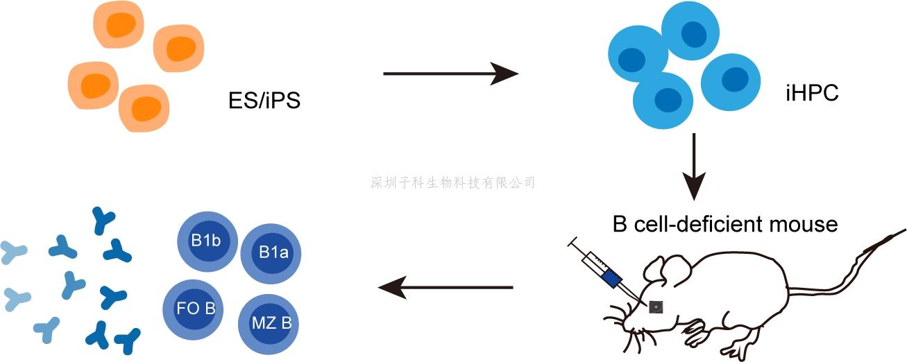 廣州健康院實(shí)現(xiàn)多能干細(xì)胞定向分化再生B免疫譜系