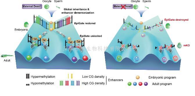 頡偉課題組發(fā)文揭示DNA甲基化通過去記憶化構(gòu)建早期胚胎發(fā)育的表觀屏障