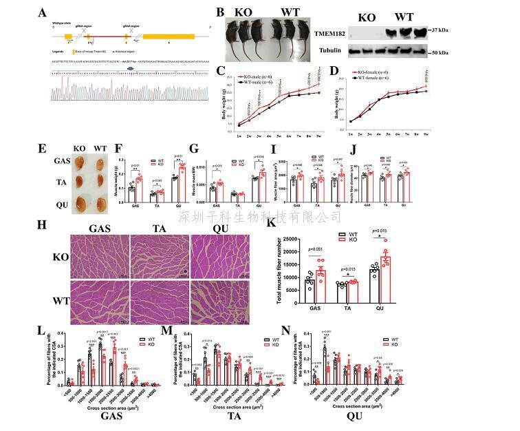 華南農(nóng)業(yè)大學(xué)團隊發(fā)現(xiàn)對肉雞育種很關(guān)鍵的基因