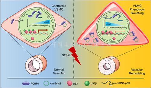 我國學(xué)者在環(huán)狀RNA調(diào)控血管重塑保護研究領(lǐng)域取得新進展