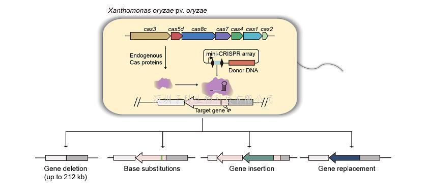 邱金龍團隊開發(fā)了基于內(nèi)源CRISPR系統(tǒng)的植物病原菌基因組編輯新方法