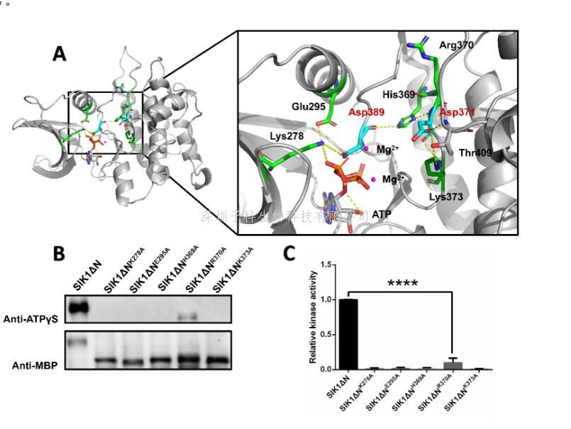 上海交大徐沁、龔清秋課題組合作建立擬南芥Hippo/SIK1蛋白激酶的激活路徑