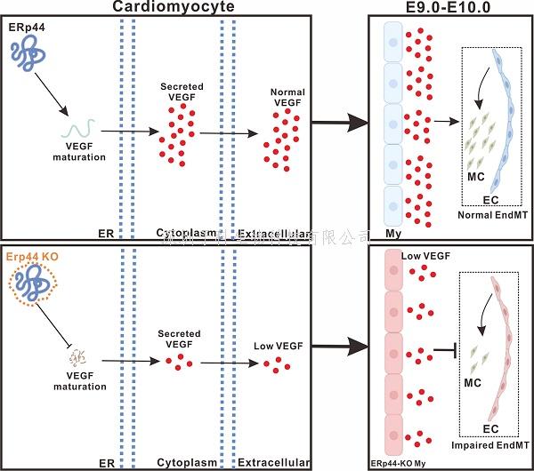 姬廣聚組揭示ERp44在小鼠心臟內(nèi)膜墊發(fā)育中的重要作用