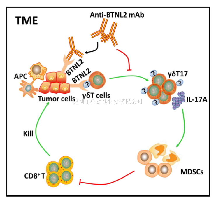 華中科技大學(xué)王晨輝教授團(tuán)隊發(fā)現(xiàn)BTNL2是抗腫瘤免疫治療新的潛在靶點