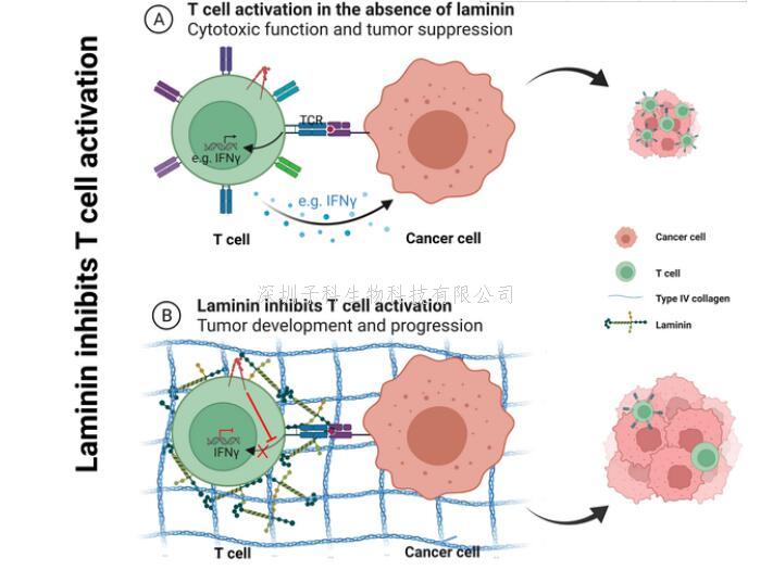 葛高翔組發(fā)現(xiàn)腫瘤微環(huán)境中基底膜蛋白抑制T細(xì)胞活化從而促進(jìn)腫瘤發(fā)生發(fā)展