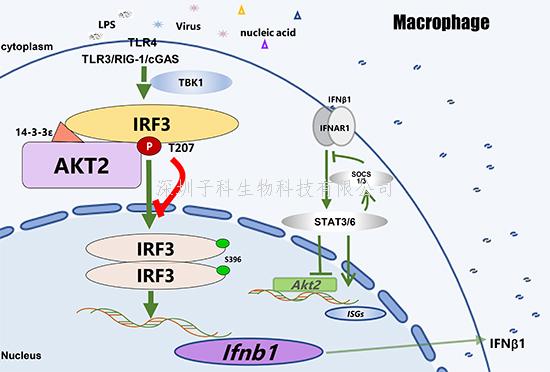 王紅艷組合作揭示AKT2通過抑制Ⅰ-IFN影響抗病毒感染和系統(tǒng)性紅斑狼瘡發(fā)病的新功能