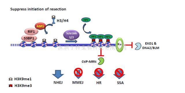 生命學(xué)院徐冬一課題組發(fā)現(xiàn)RIF1-ASF1復(fù)合體介導(dǎo)的染色質(zhì)高級結(jié)構(gòu)保護(hù)了基因組完整性