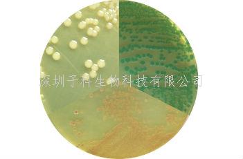 弧菌顯色培養(yǎng)基