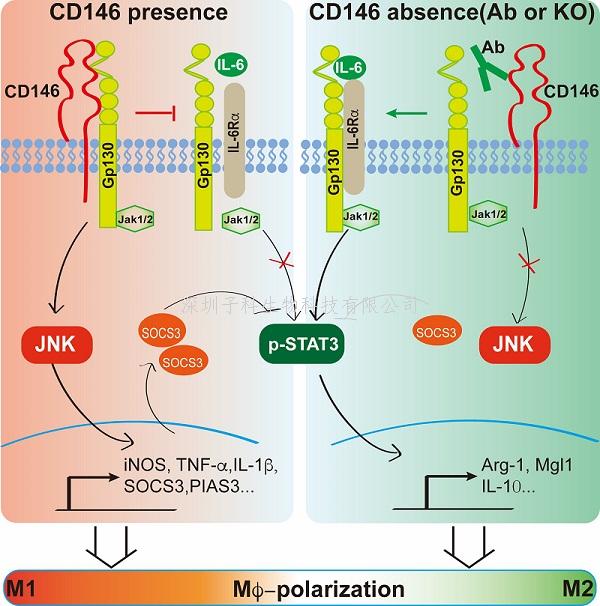 閻錫蘊(yùn)課題組揭示脂肪組織巨噬細(xì)胞促炎性極化的分子機(jī)制