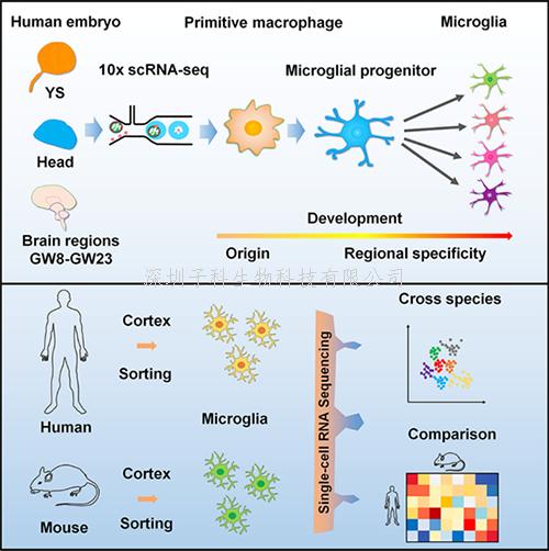 我國學(xué)者在解析人類胚胎不同腦區(qū)小膠質(zhì)細(xì)胞發(fā)育規(guī)律方面取得進(jìn)展
