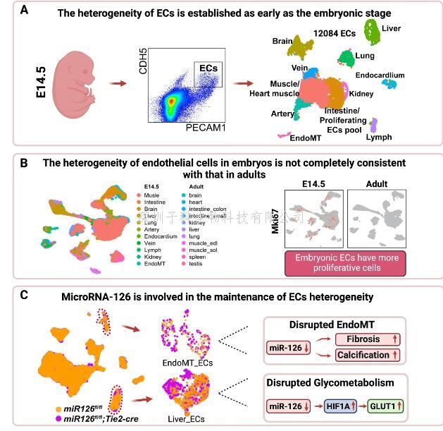 營養(yǎng)與健康所荊清研究組揭示血管內(nèi)皮細(xì)胞時(shí)空異質(zhì)性和MicroRNA-126維持內(nèi)皮細(xì)胞異質(zhì)性穩(wěn)態(tài)的作用機(jī)制