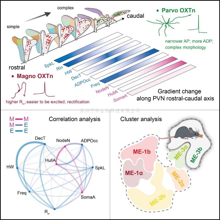張宏權(quán)團(tuán)隊(duì)發(fā)現(xiàn)抑制乳腺癌轉(zhuǎn)移的新機(jī)制