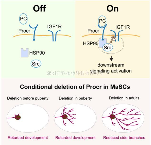 曾藝組合作揭示Procr作為功能性受體調(diào)控乳腺干細(xì)胞的干性維持和自我更新