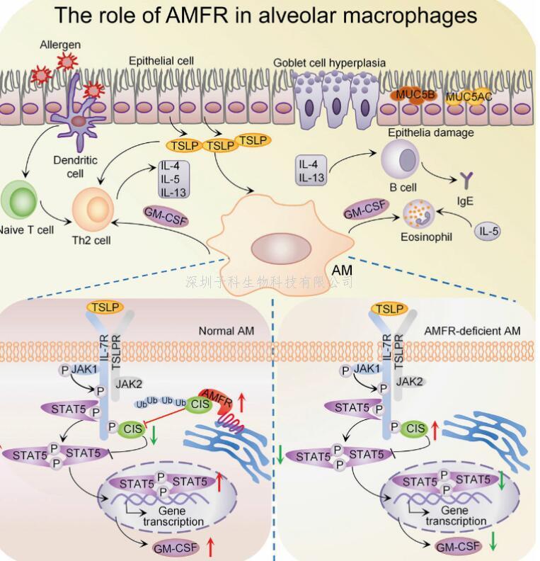 上海交大錢峰教授課題組發(fā)現(xiàn)哮喘調(diào)控新機制