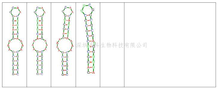 生命學(xué)院薛毅課題組在理性設(shè)計RNA瞬態(tài)結(jié)構(gòu)上取得進展