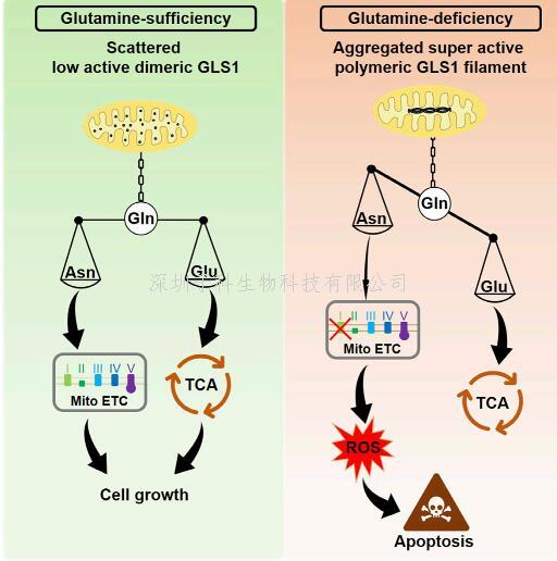 李勤喜團隊揭示GLS1聚集成桿狀結(jié)構(gòu)促進谷氨酰胺饑餓誘導(dǎo)的細(xì)胞凋亡的機理