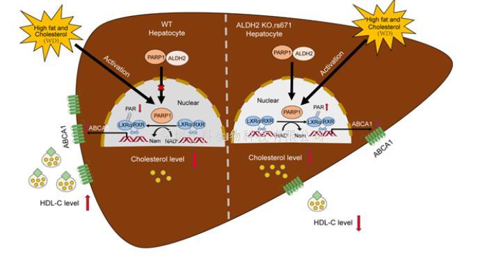 營養(yǎng)與健康所尹慧勇研究組發(fā)現(xiàn)乙醛脫氫酶2調(diào)控高密度脂蛋白代謝新機制
