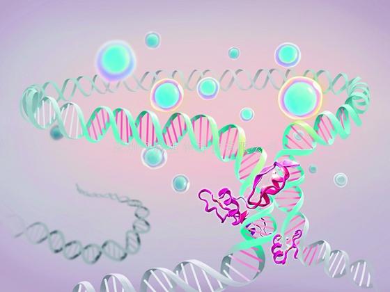 廣州健康院在干細(xì)胞擴展?jié)撃鼙碛^遺傳調(diào)控機制方面取得新進展