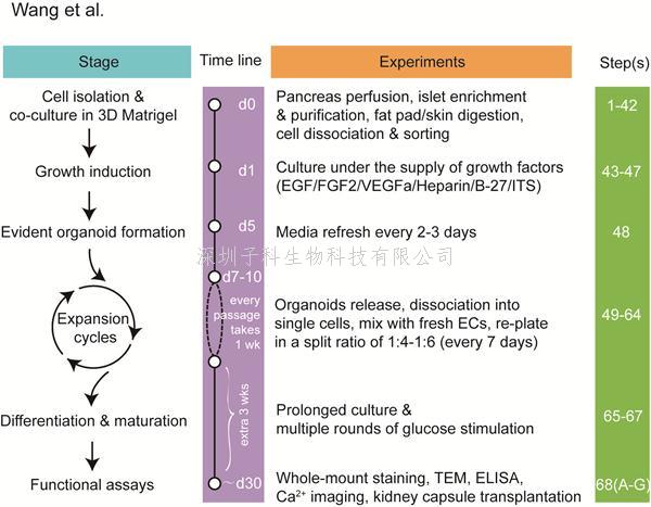 曾藝組建立基于Procr干細(xì)胞的體外長期擴增胰島類器官的新方法