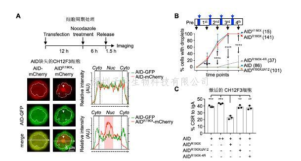 生命學(xué)院胡家志與合作者揭示高IgM免疫缺陷的一種分子機制