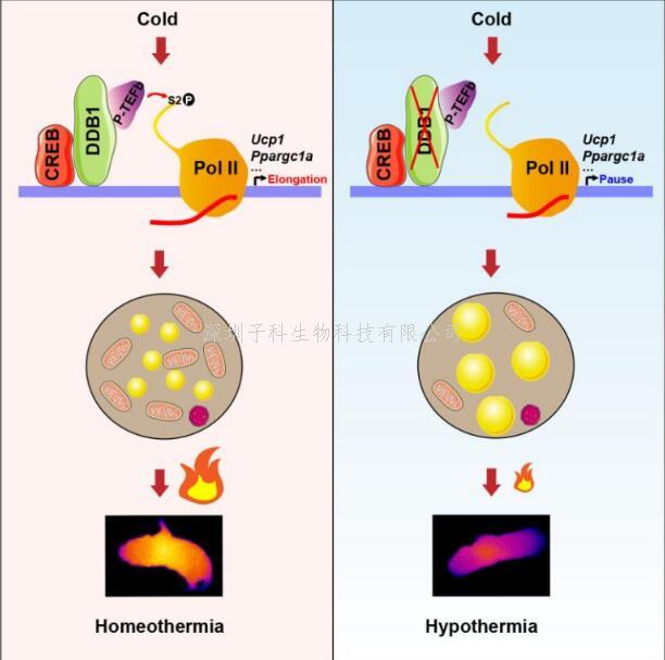 趙同金團隊揭示DDB1在調(diào)控棕色脂肪組織應(yīng)對急性冷刺激下快速產(chǎn)熱的生理作用