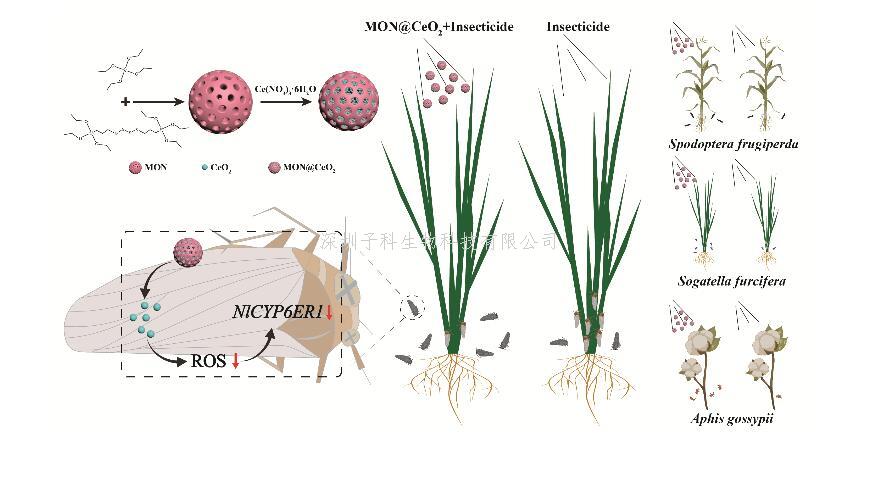 李建洪教授團隊在害蟲抗藥性治理領(lǐng)域取得新進展