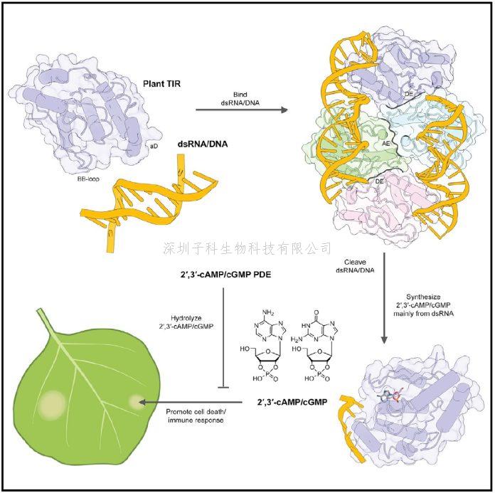 柴繼杰Cell最新發(fā)文：首次證明2\',3\'-cAM/cGMP可由植物TIR蛋白產(chǎn)生并正向調(diào)控植物免疫反應(yīng)