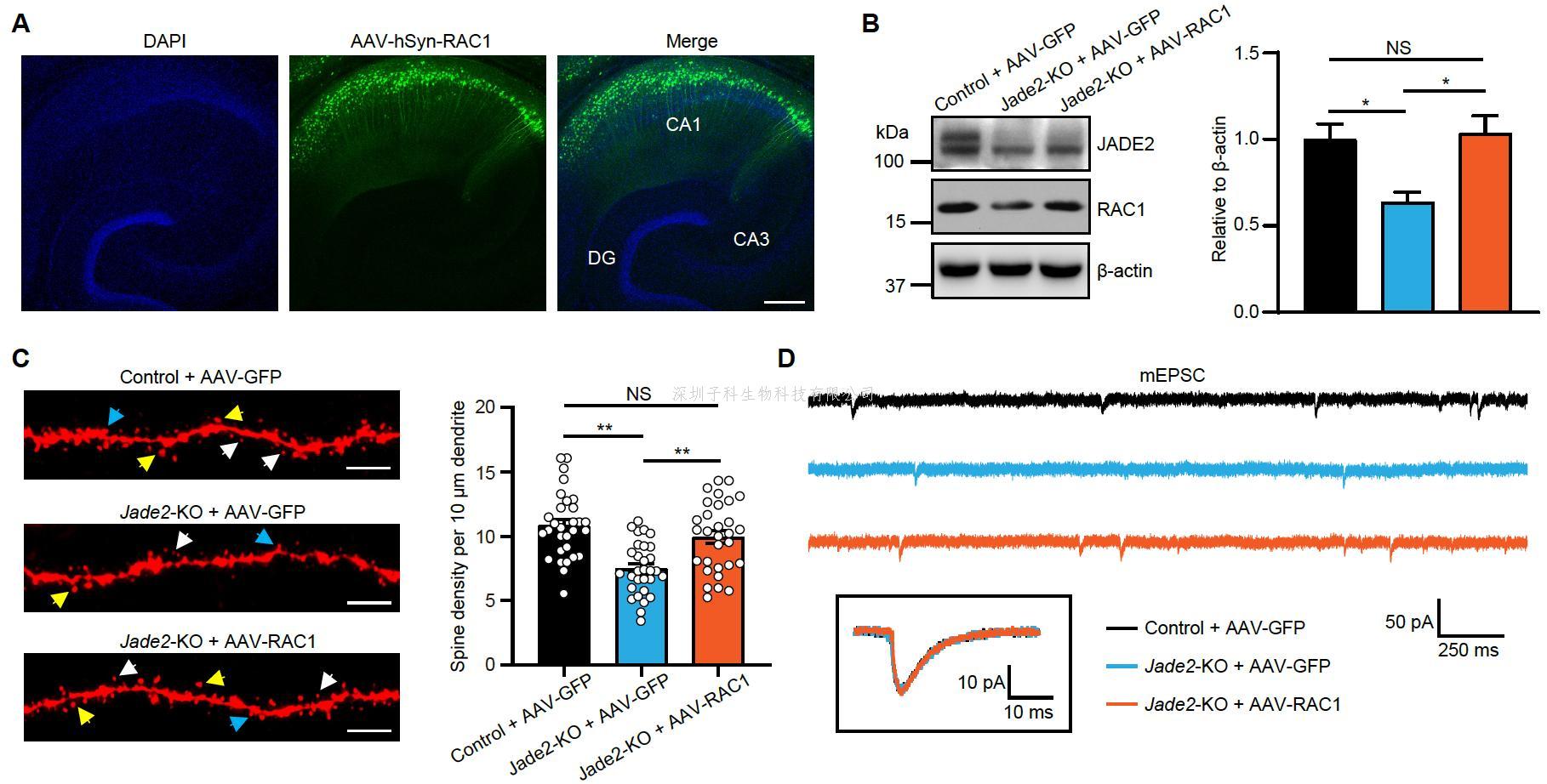 黃卓團隊在Biological Psychiatry發(fā)表JADE2調(diào)控記憶和認知功能的研究