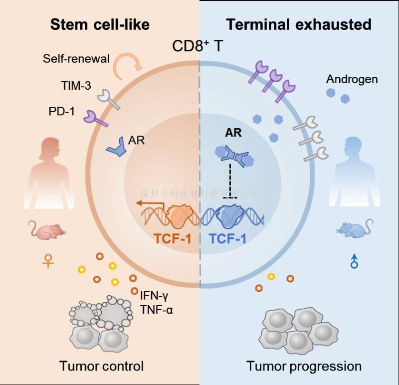 Nature | 北大謝曉亮/曹云龍/肖俊宇與昌平實(shí)驗(yàn)室聯(lián)合團(tuán)隊(duì)揭示新冠奧密克戎株新亞型的免疫逃逸特征