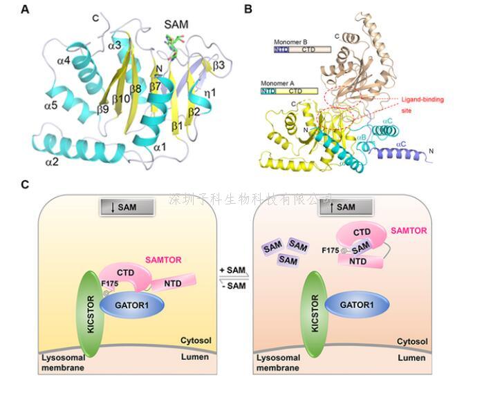 丁建平組揭示mTORC1信號通路中SAMTOR感受SAM的分子機(jī)制