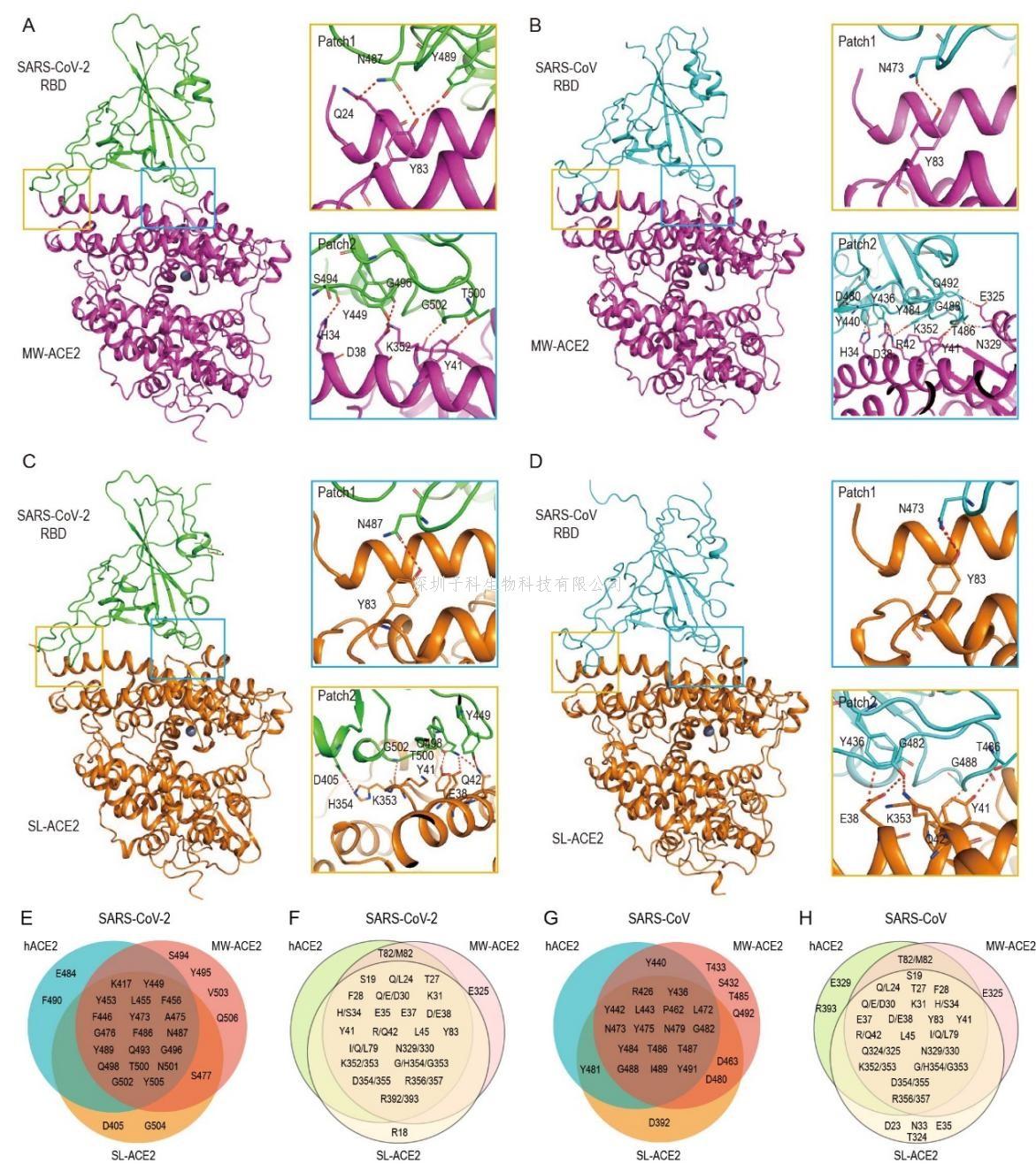 研究揭示冠狀病毒識(shí)別海洋哺乳動(dòng)物ACE2受體的分子機(jī)制