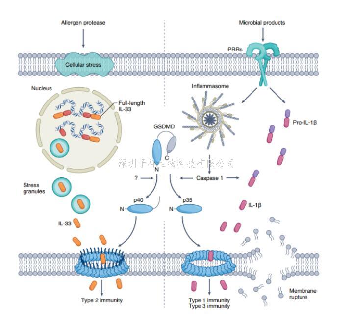 孫兵組合作揭示過敏原通過Stress granules和GSDMD促進(jìn)IL-33釋放的分子機(jī)制