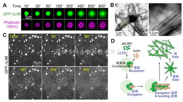 朱學(xué)良組揭示abLIM1的液-液相分離誘導(dǎo)微絲網(wǎng)絡(luò)自組裝