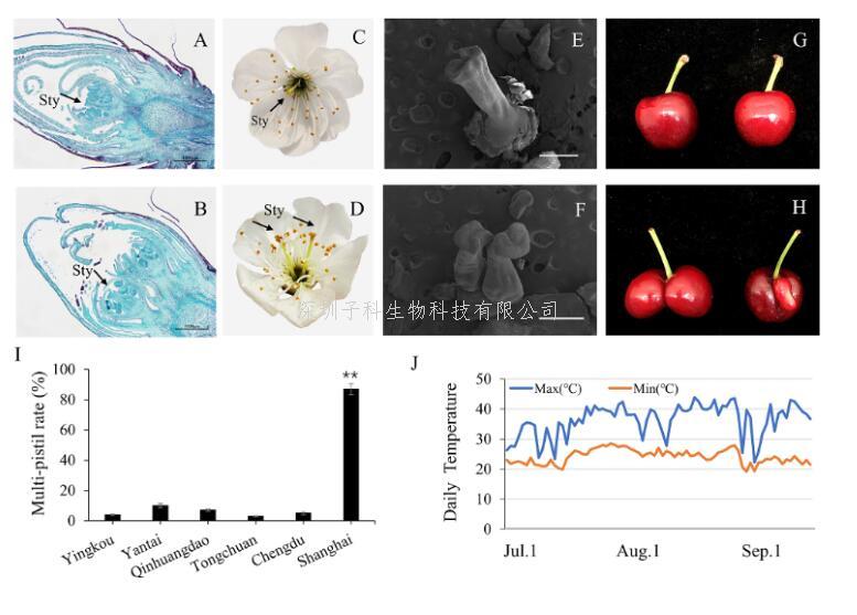 上海交通大學(xué)張才喜團(tuán)隊(duì)在甜櫻桃果實(shí)“雙胞胎”形成機(jī)理上取得重要進(jìn)展