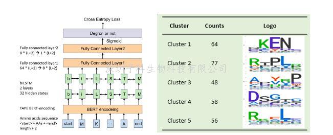 BMC Biology：基于深度學(xué)習(xí)預(yù)測E3泛素連接酶識(shí)別位點(diǎn)