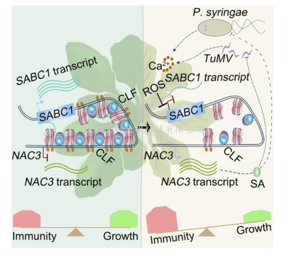錢偉強課題組與合作者揭示lncRNA平衡植物免疫和生長的分子機制