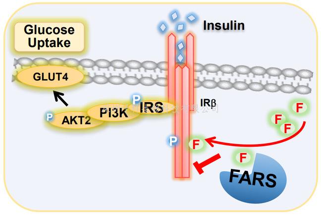 復旦大學Nature子刊揭示氨基酸代謝失調促胰島素抵抗的分子機制
