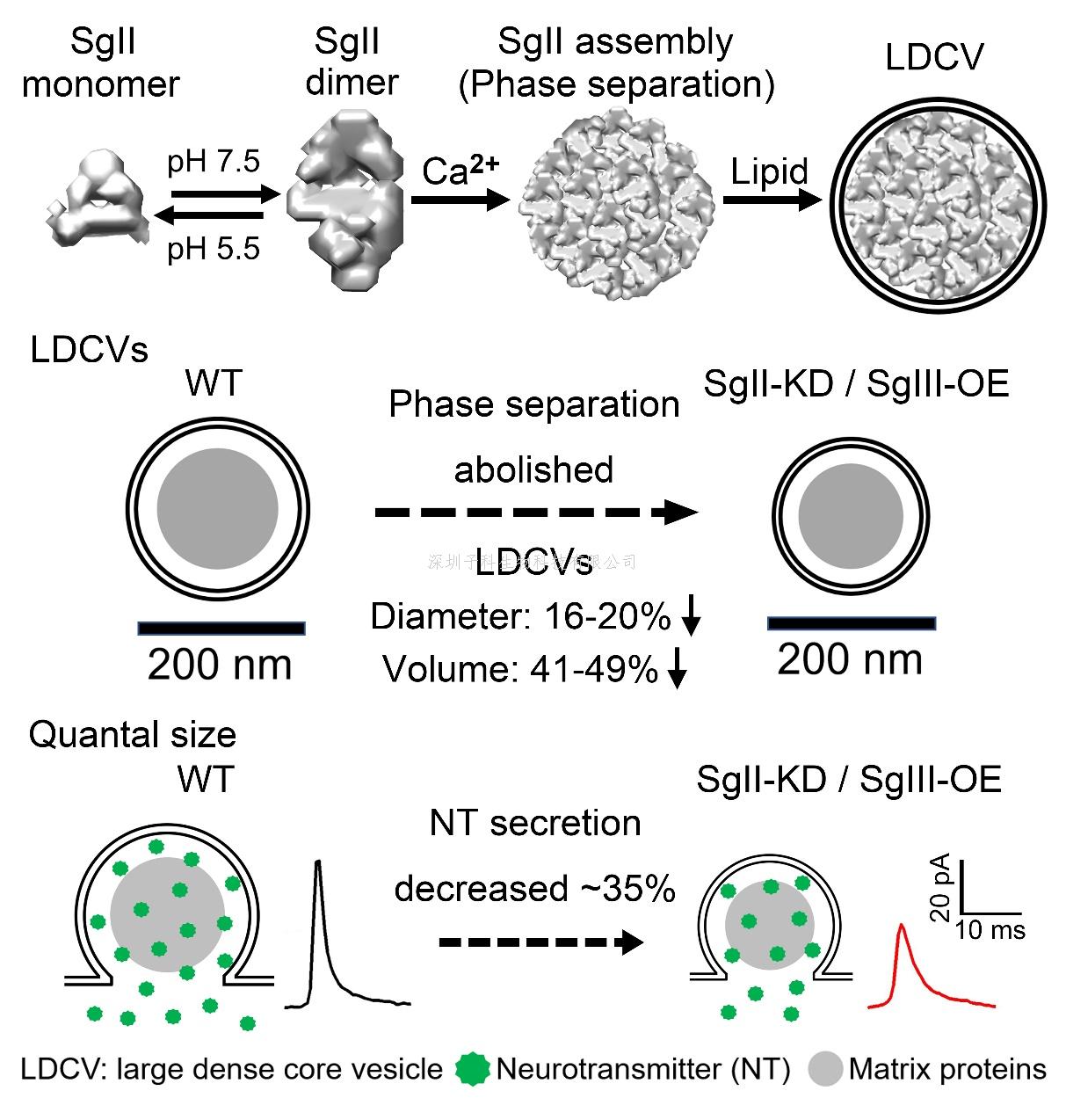 周專研究組報道囊泡基質蛋白Secretogranin II通過液液相分離調控囊泡大小和神經遞質分泌