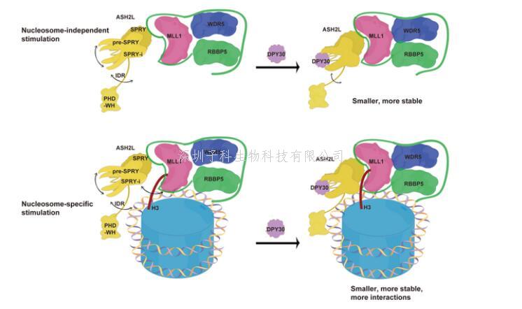 陳勇組揭示DPY30促進MLL復合物甲基轉移酶活性的分子機制