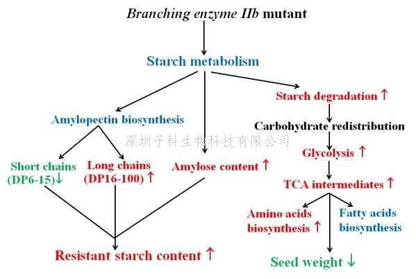 農(nóng)學院包勁松教授團隊在水稻高抗性淀粉形成機制研究取得新進展