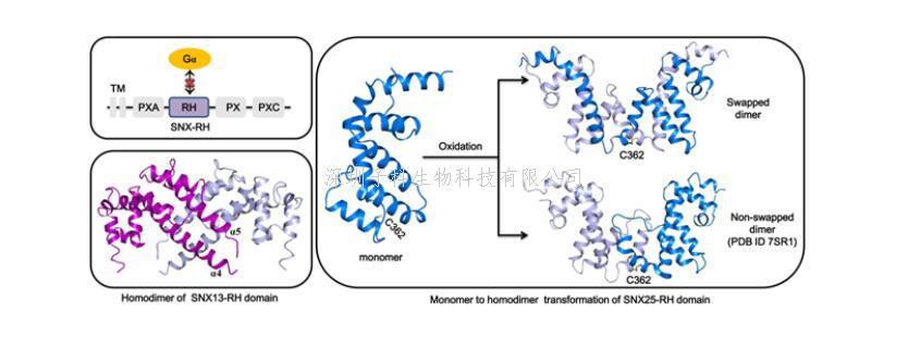 廣州健康院發(fā)現(xiàn)新型非典型G蛋白信號轉(zhuǎn)導調(diào)節(jié)因子同源結(jié)構(gòu)域
