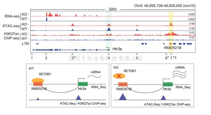 江燕團(tuán)隊(duì)解析調(diào)控皮層Htr3a中間神經(jīng)元發(fā)育的分子機(jī)制及其對(duì)情緒行為的影響