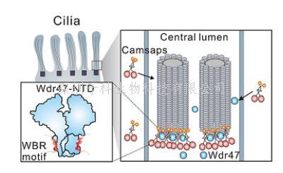 馮巍課題組與合作者揭示W(wǎng)dr47和Camsap參與調(diào)控動(dòng)纖毛中央微管形成的分子...