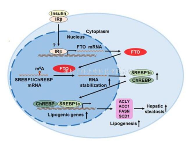 營養(yǎng)與健康所應(yīng)浩研究組發(fā)現(xiàn)了FTO促進(jìn)肝臟脂肪生成和NAFLD發(fā)病的關(guān)鍵機(jī)制