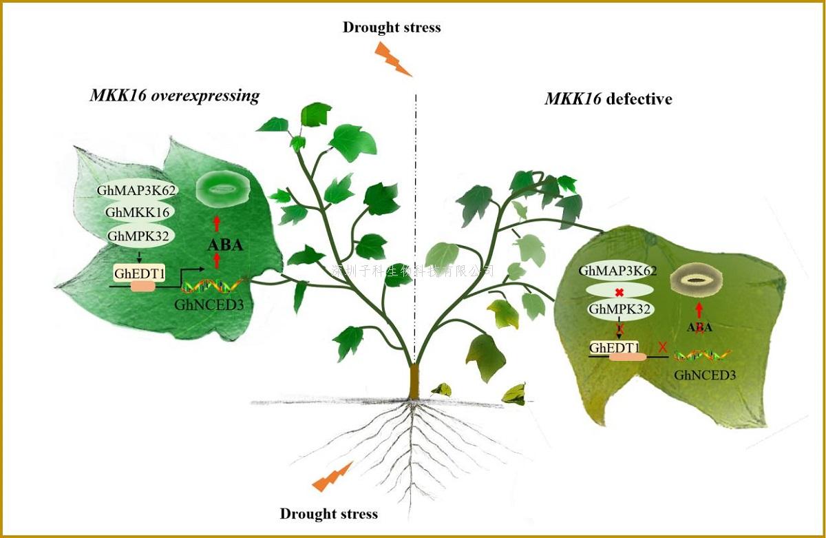 棉花團(tuán)隊(duì)抗逆課題組解析棉花抗旱反應(yīng)中MAPK級(jí)聯(lián)信號(hào)對(duì)ABA的反應(yīng)